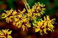 Hamamelis Mollis